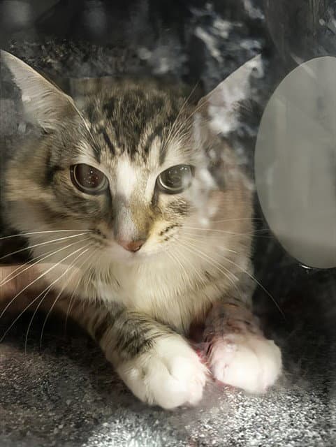 Mouse - Domestic Short Hair