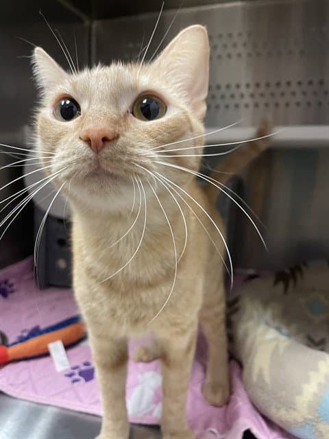 Unicorn - Domestic Short Hair
