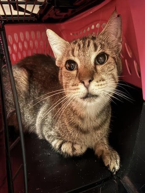 Leonard - Domestic Short Hair