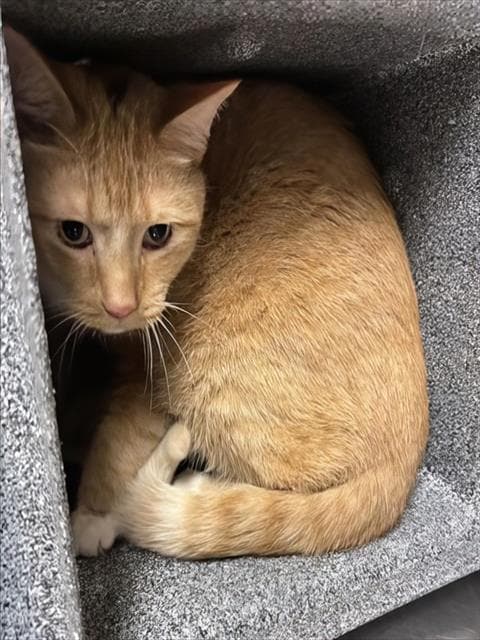 Unknown - Domestic Short Hair