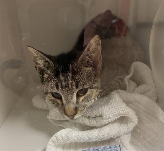 Yam - Domestic Short Hair