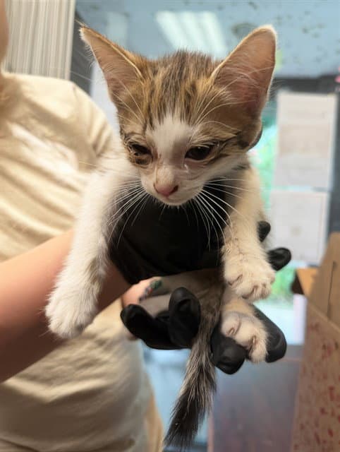 Petrol - Domestic Short Hair