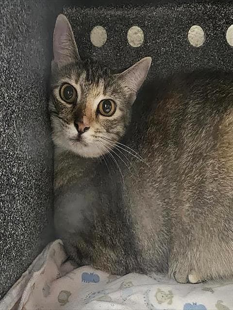Lavonda - Domestic Short Hair