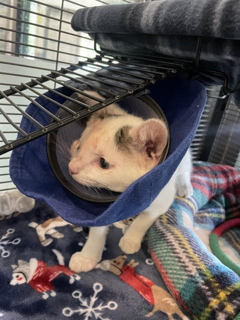 Raisin - Domestic Short Hair