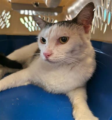 Unknown - Domestic Short Hair
