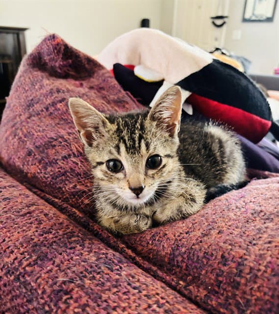 Freddie Mercury - Domestic Short Hair