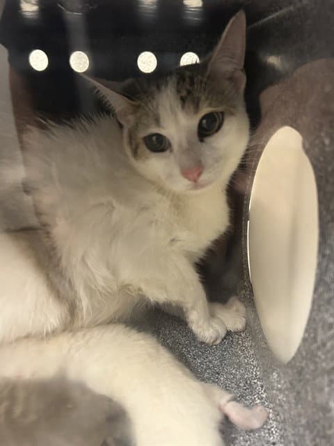 Madonna - Domestic Medium Hair
