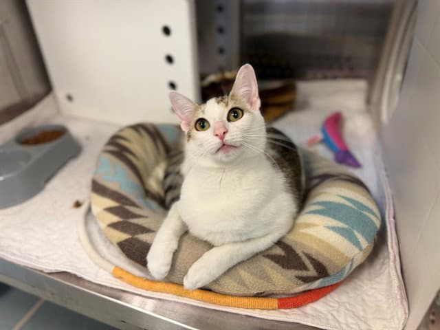 Madonna - Domestic Medium Hair
