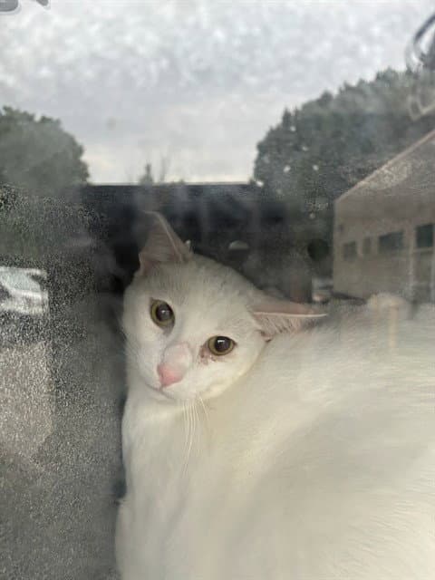 Tundra - Domestic Short Hair