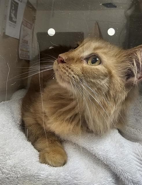 Blondie - Domestic Medium Hair