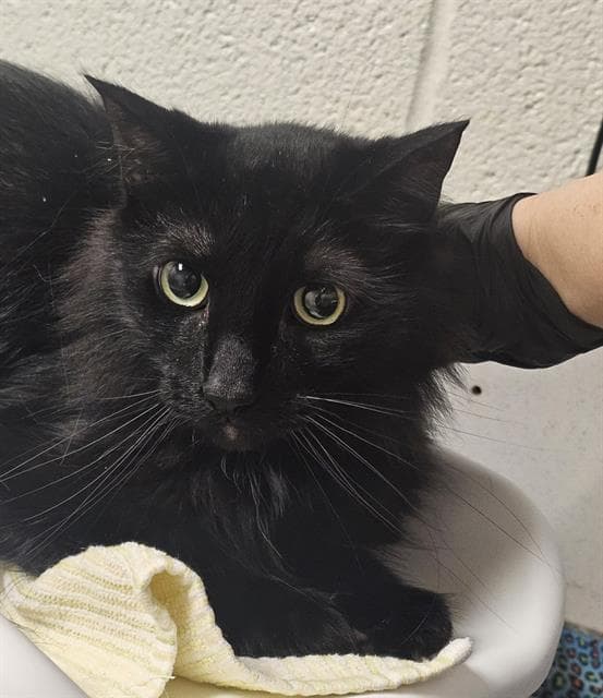 Guapo - Domestic Long Hair