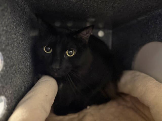 Guapo - Domestic Long Hair