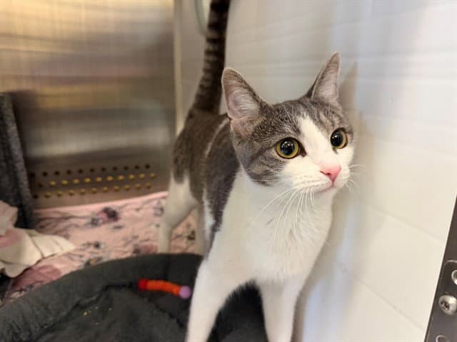 Sandra - Domestic Short Hair