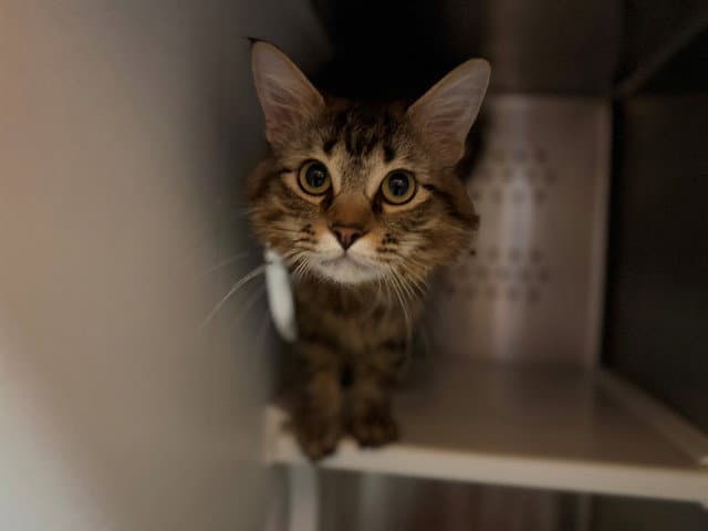 Martin - Domestic Short Hair