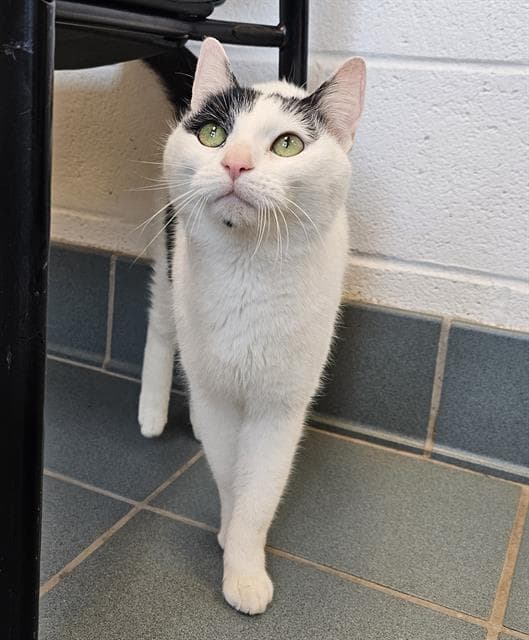 Petey Pie - Domestic Short Hair