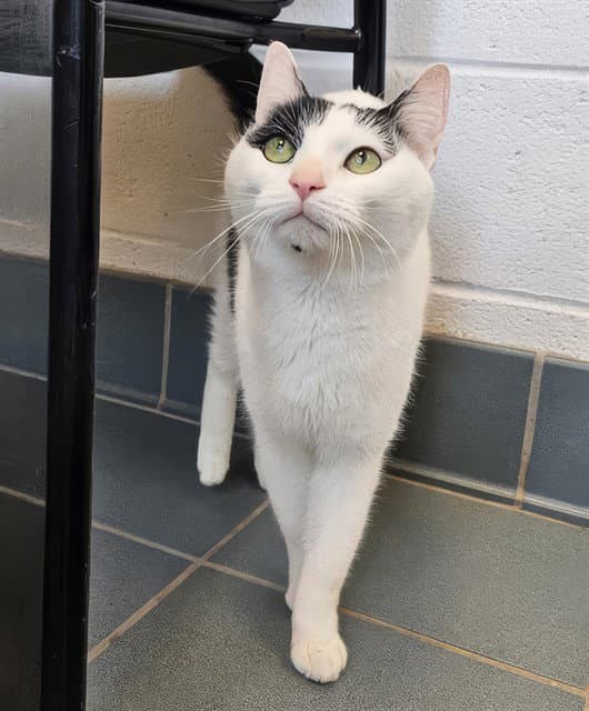 Petey Pie - Domestic Short Hair