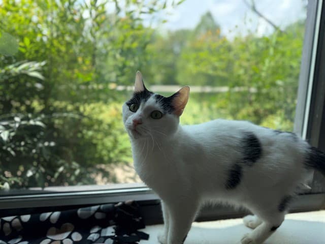 Petey Pie - Domestic Short Hair