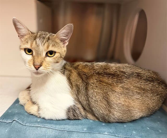 Lemonade - Domestic Short Hair