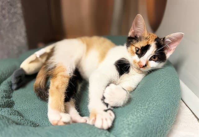 Mia - Domestic Short Hair
