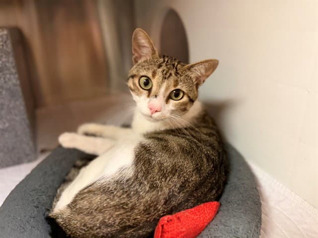 Horace - Domestic Short Hair