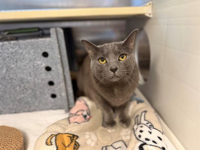 Joey - Domestic Short Hair