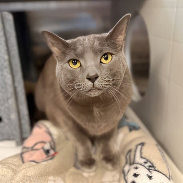 Joey - Domestic Short Hair