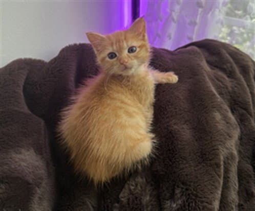 Dior - Domestic Short Hair