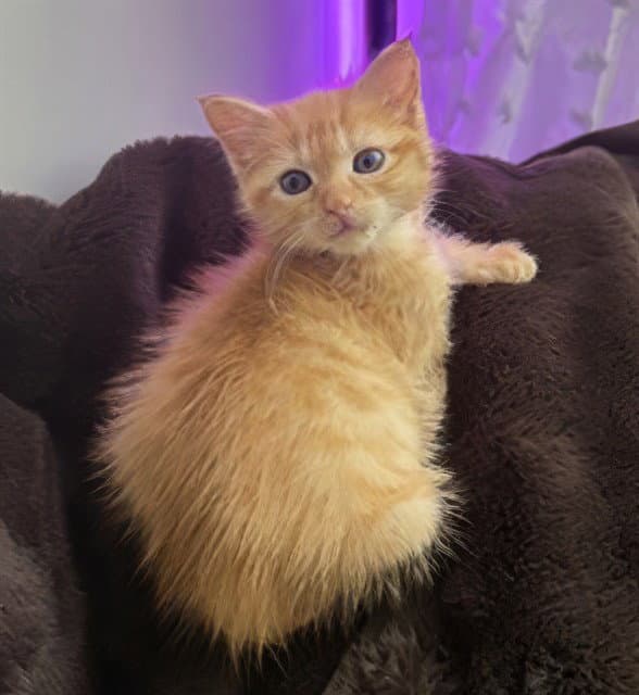 Dior - Domestic Short Hair