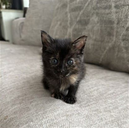 Miu Miu - Domestic Short Hair