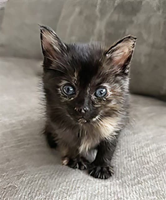 Miu Miu - Domestic Short Hair