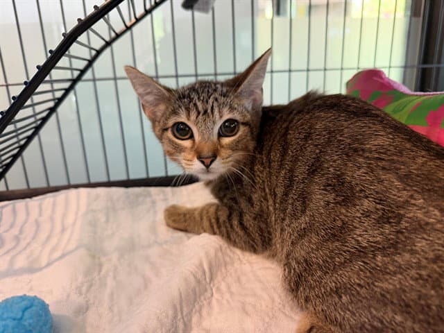 Sparkles - Domestic Short Hair
