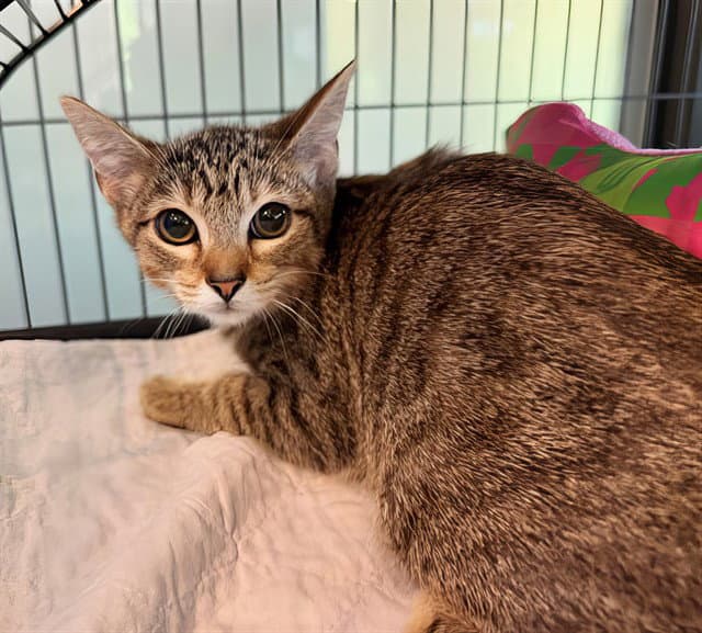 Sparkles - Domestic Short Hair