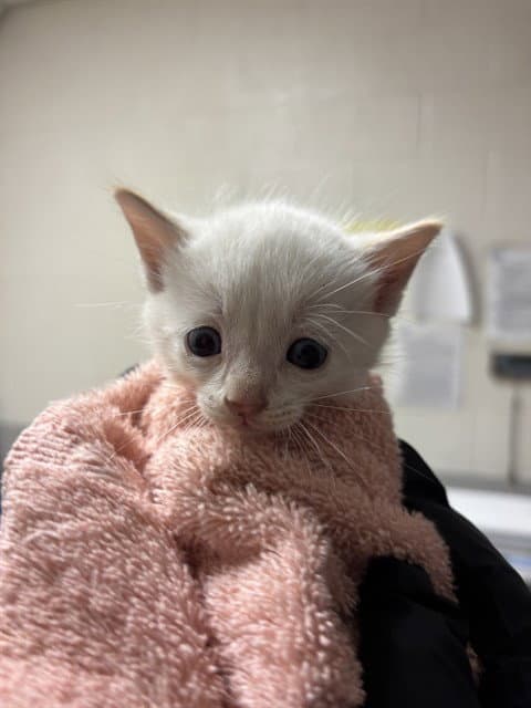 Beau - Domestic Short Hair