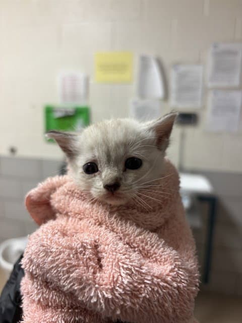 Bella - Domestic Short Hair