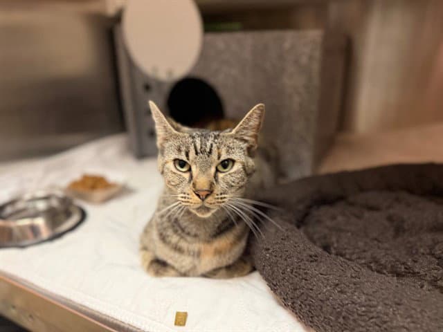 Portia - Domestic Short Hair