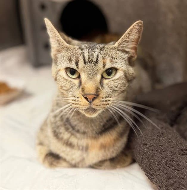 Portia - Domestic Short Hair