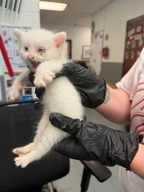 Olaf - Domestic Short Hair