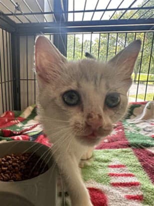 Kimchi - Domestic Short Hair