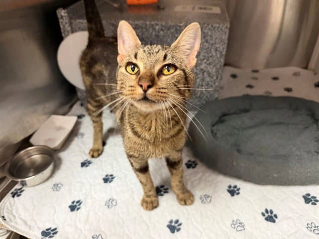 Poppy - Domestic Short Hair