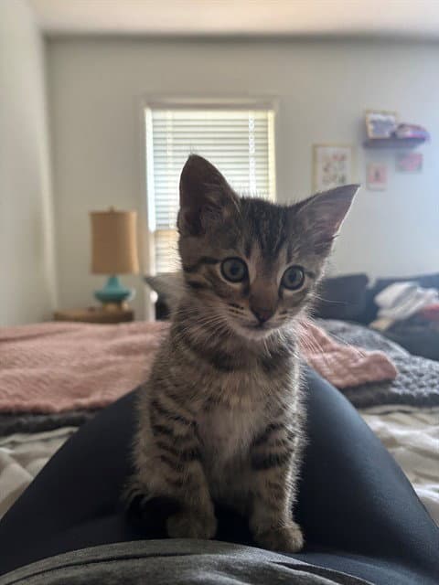 Otto