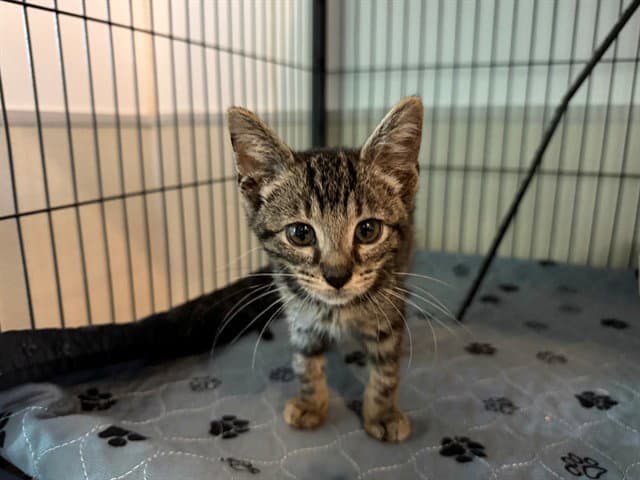 Mickey - Domestic Short Hair