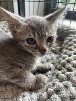 Minnie image 1