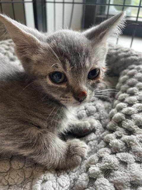 Minnie - Domestic Short Hair