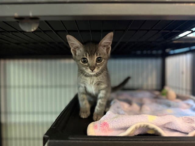Minnie - Domestic Short Hair
