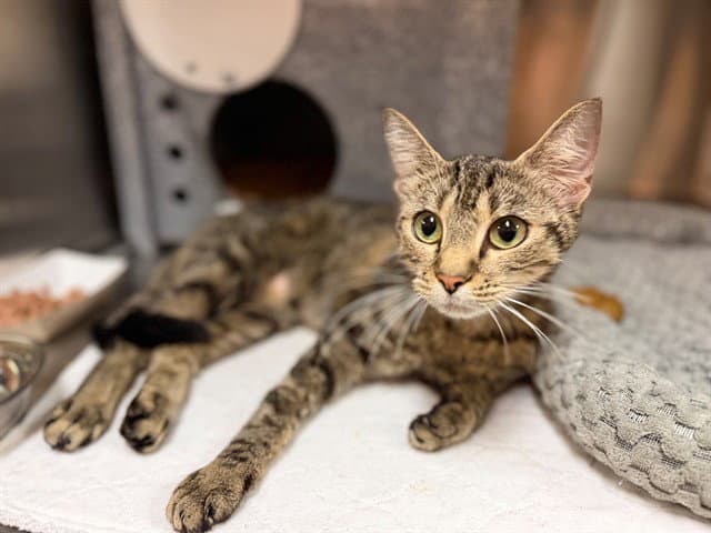 Crayola - Domestic Short Hair