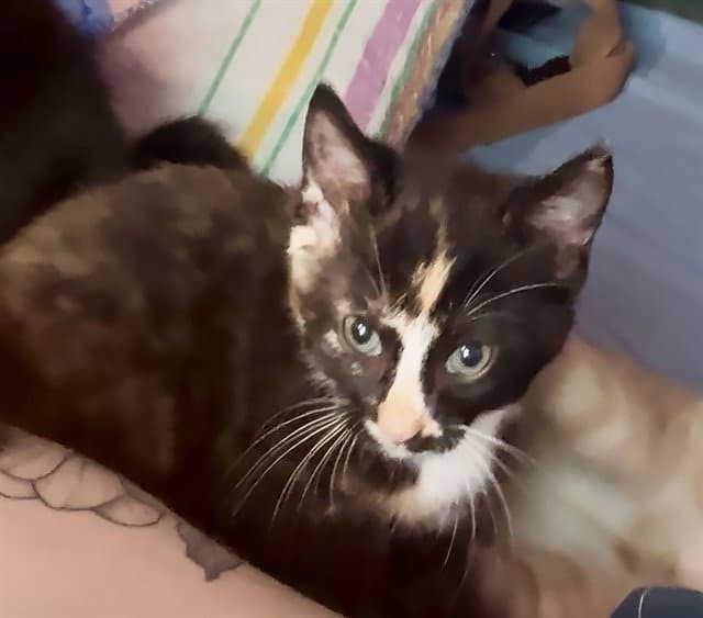 Petunia - Domestic Short Hair