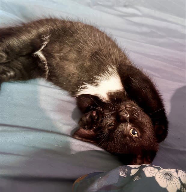 Panda - Domestic Short Hair