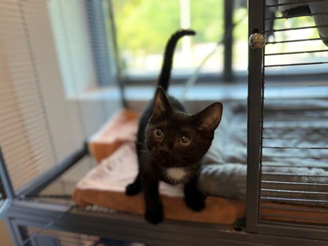 Panda - Domestic Short Hair