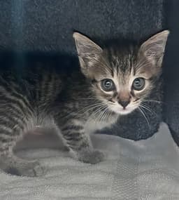 Baby Mittens image 1