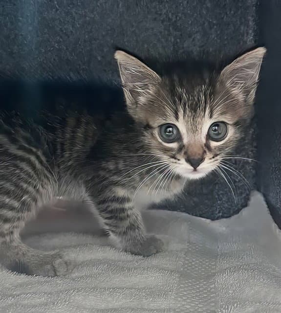 Baby Mittens